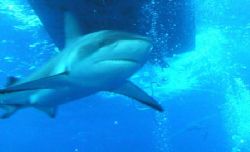 Carribeen Reef Shark - Nassau - Boat Guard by Dale Treadway 
